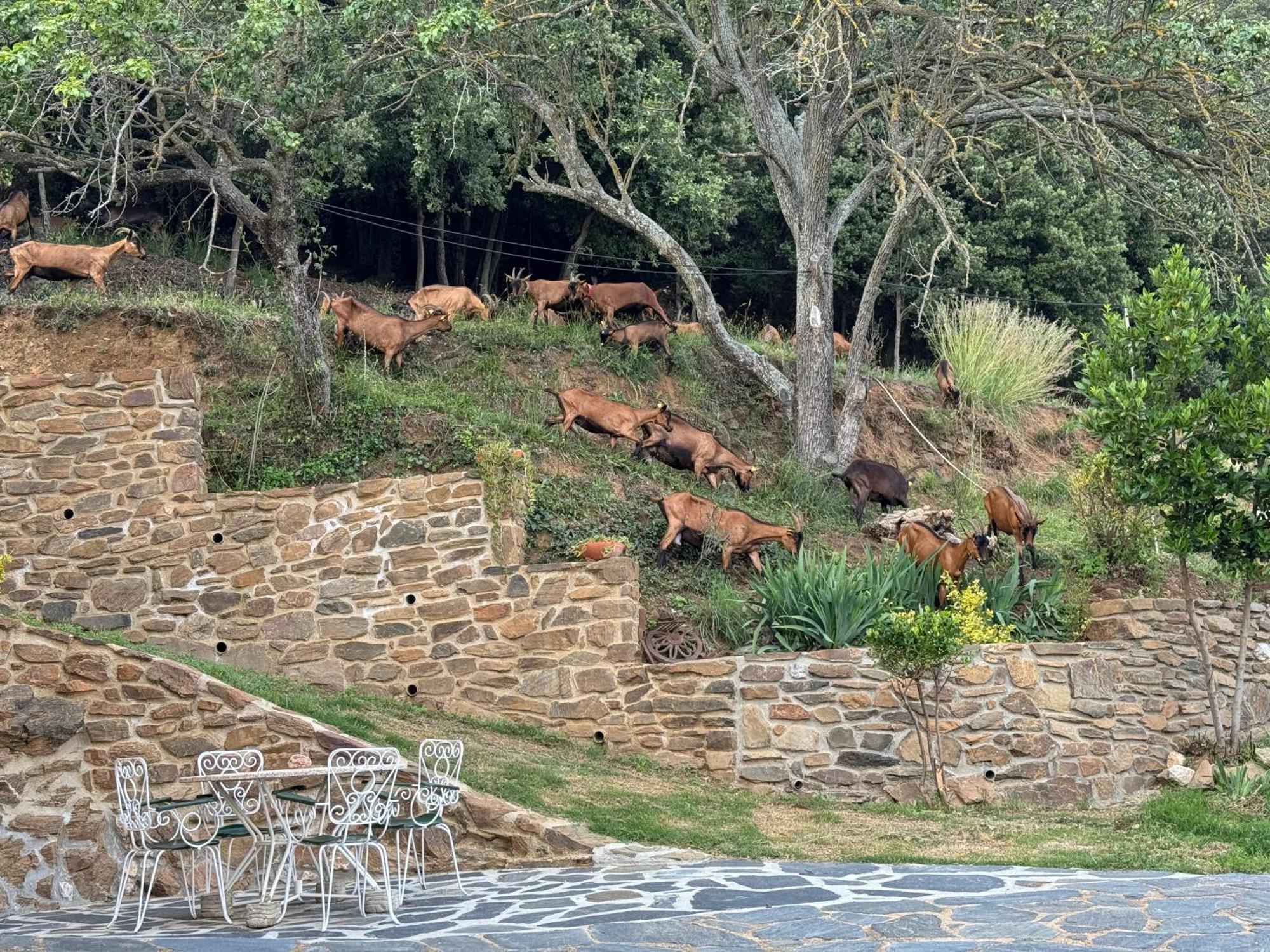 Cal Pages Holiday home Montseny